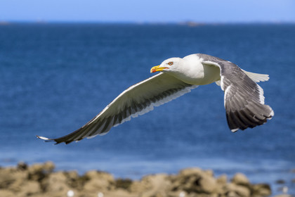 France, Finistère, Abers Country (Pays des Abers), Ile Vierge (Virgin Island) in the Lilia archipelago, sea gull