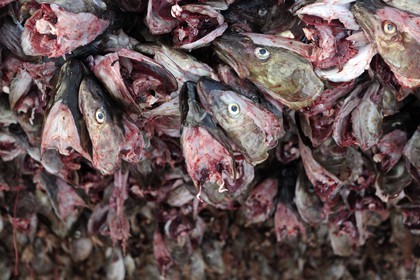 Norvège, Nordland, Iles Lofoten, Ile de Moskenes, le port de pêche de Reine, accrochage de têtes de cabillaud (morue) pour le séchage