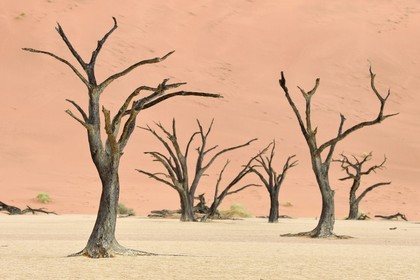 Namibie, région d'Hardap, désert du Namib, parc national du Namib-Naukluft, Erg du Namib classé Patrimoine Mondial de l'UNESCO, dunes de Sossusvlei, Dead Vlei, arbres morts de Camelthorn Acacia (Acacia erioloba)
