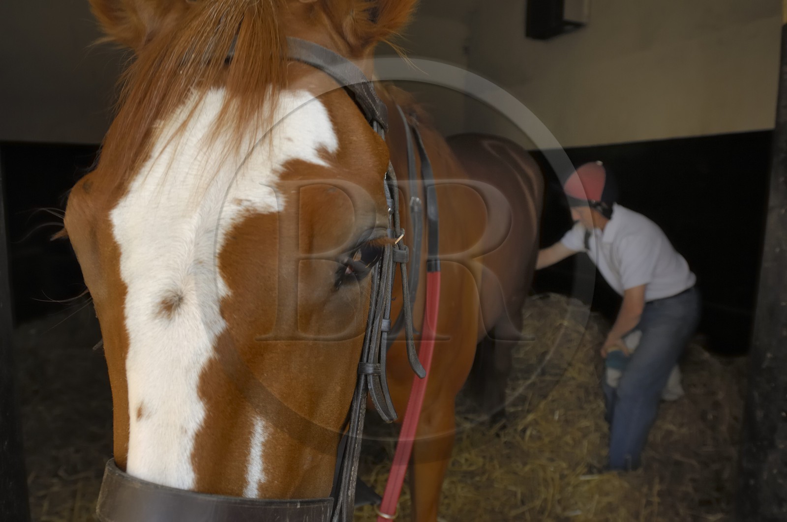 Irlande, Co. Kildare, Maynooth, harras de Moyglare (Stud), préparation du cheval dans le box
