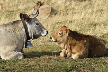 France, Cantal, Parc Naturel Régional des Volcans d'Auvergne (regional nature park of Auvergne volcanoes), Col de la Griffoul on the slopes of the Plomb du Cantal, herd of Aubrac cows