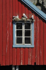 Norway, Nordland County, Lofoten Islands, Moskenes island, rorbuer (fishermen's huts) at the village of A (Å) and sea gull nests