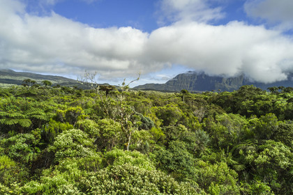 France, Reunion island (French overseas department), Reunion National Park listed as World heritage by UNESCO, La Plaine des Palmistes, the Bebour forest (aerial view)