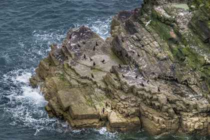France, Côtes d'Armor (22), Grand Site de France Cap d'Erquy – Cap Fréhel, Plévenon, Cap Fréhel classé Natura 2000, rocher en grès de la Fauconnière où cohabitent des milliers d'oiseaux dont des cormorans