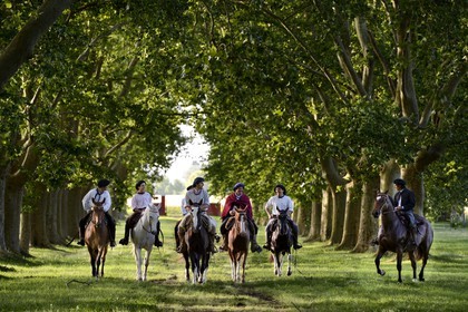 Argentine, province de Buenos Aires, San Antonio de Areco, groupe de gauchos à cheval sous les arbres de l'allée qui mène à l'estancia La Bamba de Areco