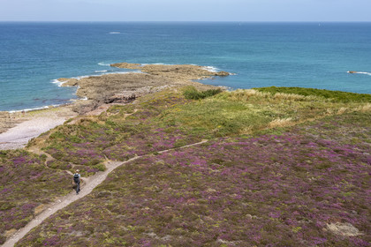 France, Cotes d'Armor, Grand Site de France Cap d'Erquy - Cap Frehel, Frehel, bell heather is very present in the moorland that the GR34 hiking trail crosses (aerial view)