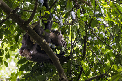 Rwanda, Province de l’Ouest, Nyakabuye, Parc national de Nyungwe, forêt tropicale humide naturelle de Cyamudongo, Chimpanzé commun (Pan Troglodytes) femelle avec une vulve dilatée en période d'œstrus, période d'accouplement
