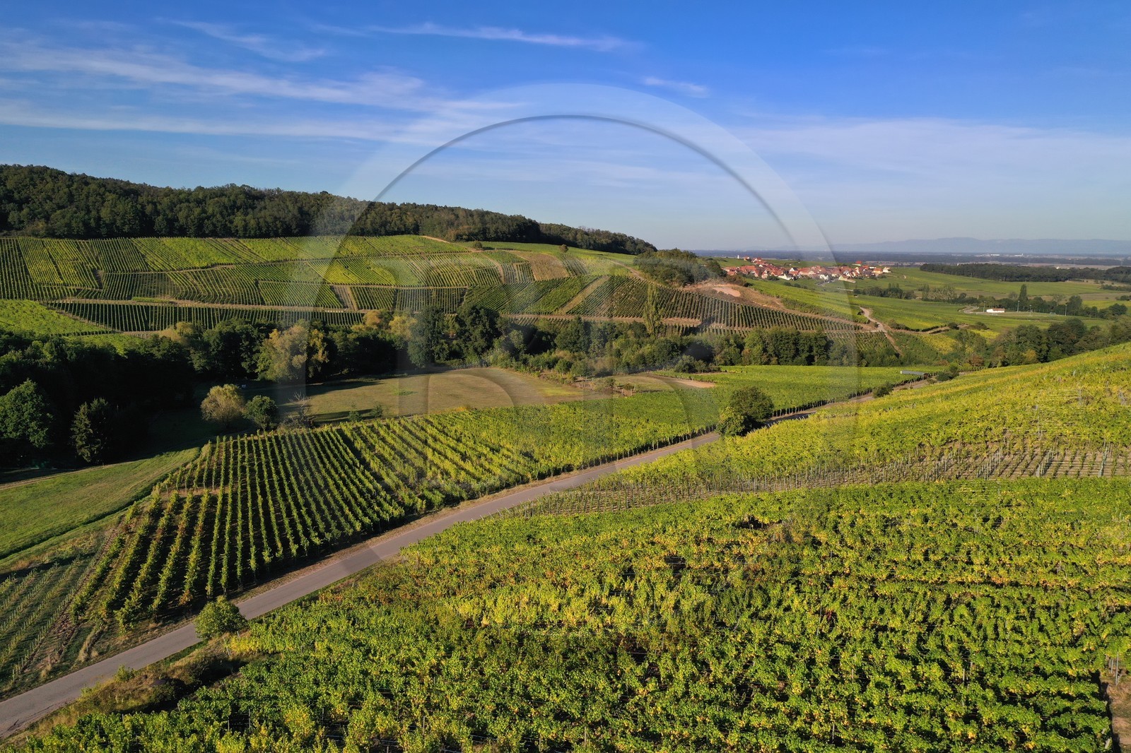 France, Bas-Rhin (67), Route des vins d'Alsace, Nothalten, vignoble du grand cru Muenchberg (vue a