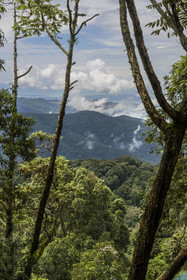 Rwanda, Province de l’Ouest, Colline Ibanda à Uwinka, Parc national de Nyungwe, la forêt tropicale