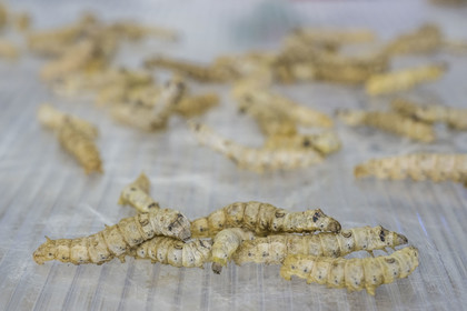 France, Gard, Monoblet, Atelier Sericyne is relaunching French sericulture, breeding silkworms and producing exceptional non-woven silk for the production of decorative objects