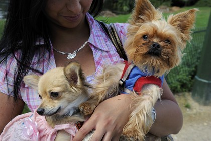 France, Paris (75), le Bois de Boulogne, promenade des chiens