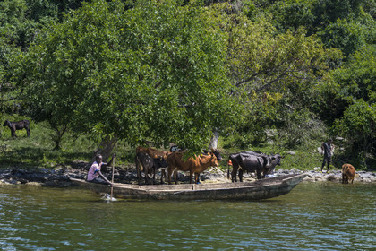 Rwanda, Province de l’Ouest, Karongi (anciennement nommée Kibuye), lac Kivu, troupeau de vaches sur un des ilots au large de Kibuye s'apprétant à nager vers l'ilot voisin