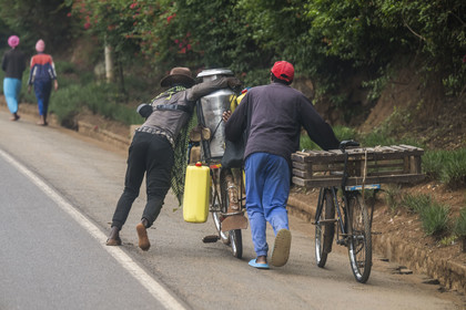 Rwanda, Kigali, Kabuga, transport d'un bidon de lait sur une bicyclette, les bicyclettes sont le principal moyen de transport local