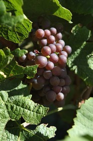 France, Haut-Rhin (68), Route des vins d'Alsace, Riquewihr, labellisé Les Plus Beaux Villages de France, grappe de raisin dans le vignoble