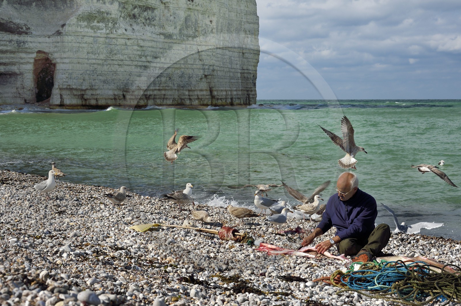 France, Seine-Maritime (76), Côte d'Albâtre, Pays de Caux, Yport, port d'echouage sur la plage, le pecheur Alain Moulin vidant un requin-hâ (Galeorhinus galeus)