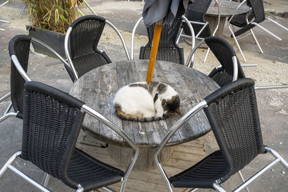 France, Yonne (89), parc naturel régional du Morvan, Vézelay, classé au Patrimoine Mondial de l'UNESCO, labellisé Les Plus Beaux Villages de France, point de départ de l'une des principales voies de pèlerinage de Saint-Jacques-de-Compostelle, chat endormi en boule