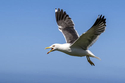 France, Finistère, Abers Country (Pays des Abers), Ile Vierge (Virgin Island) in the Lilia archipelago, sea gull