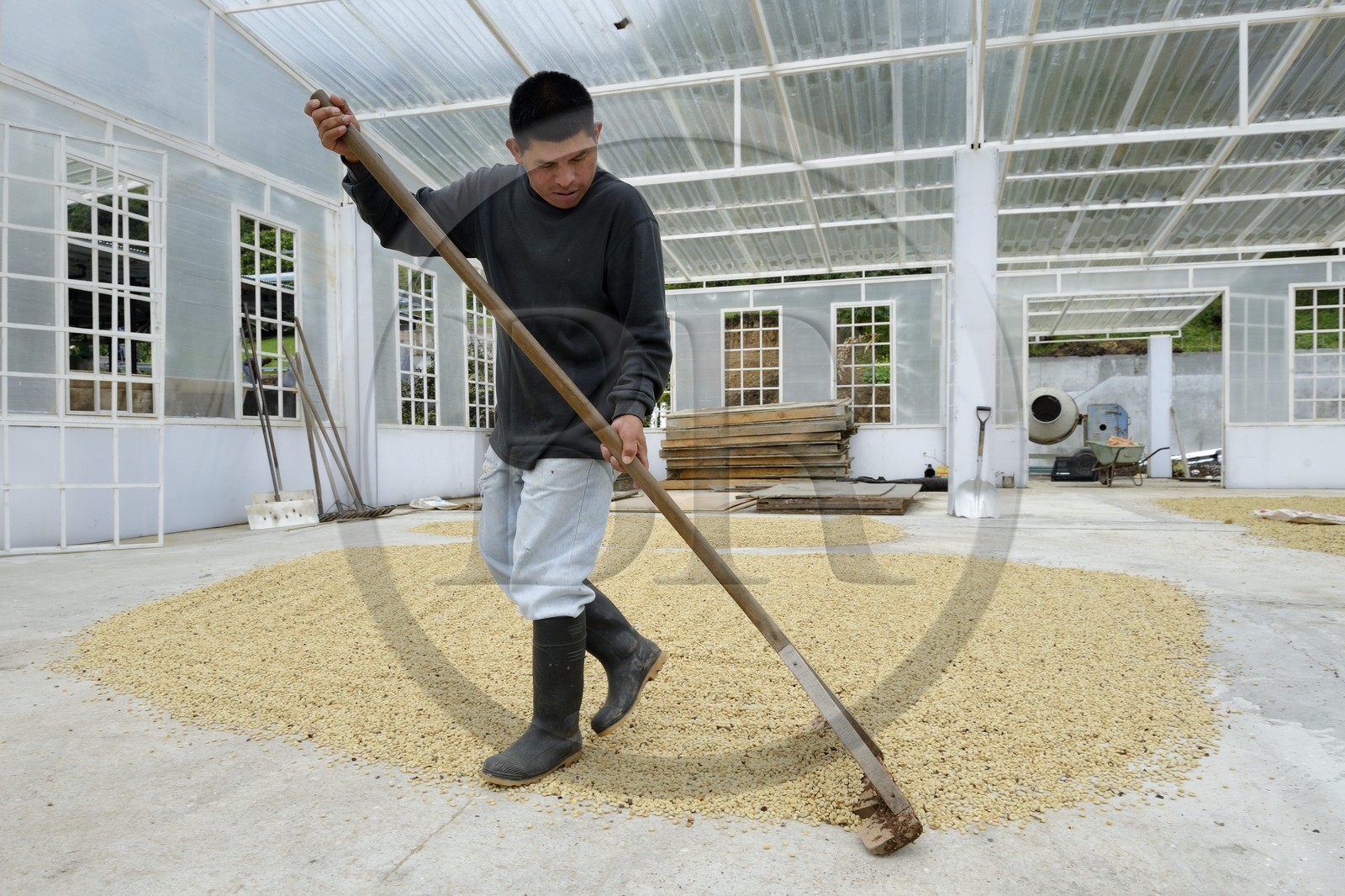 Panama, Chiriqui province, Boquete, Coffee Plantation Finca Lerida, coffee beans drying inside a green house