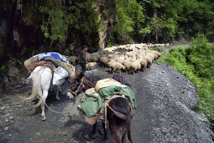 Géorgie, Kakheti, region de Touchétie, transhumance de moutons sur la piste qui relie Telavi à Omalo en passant par le Col d'Abano à 2826 mètres