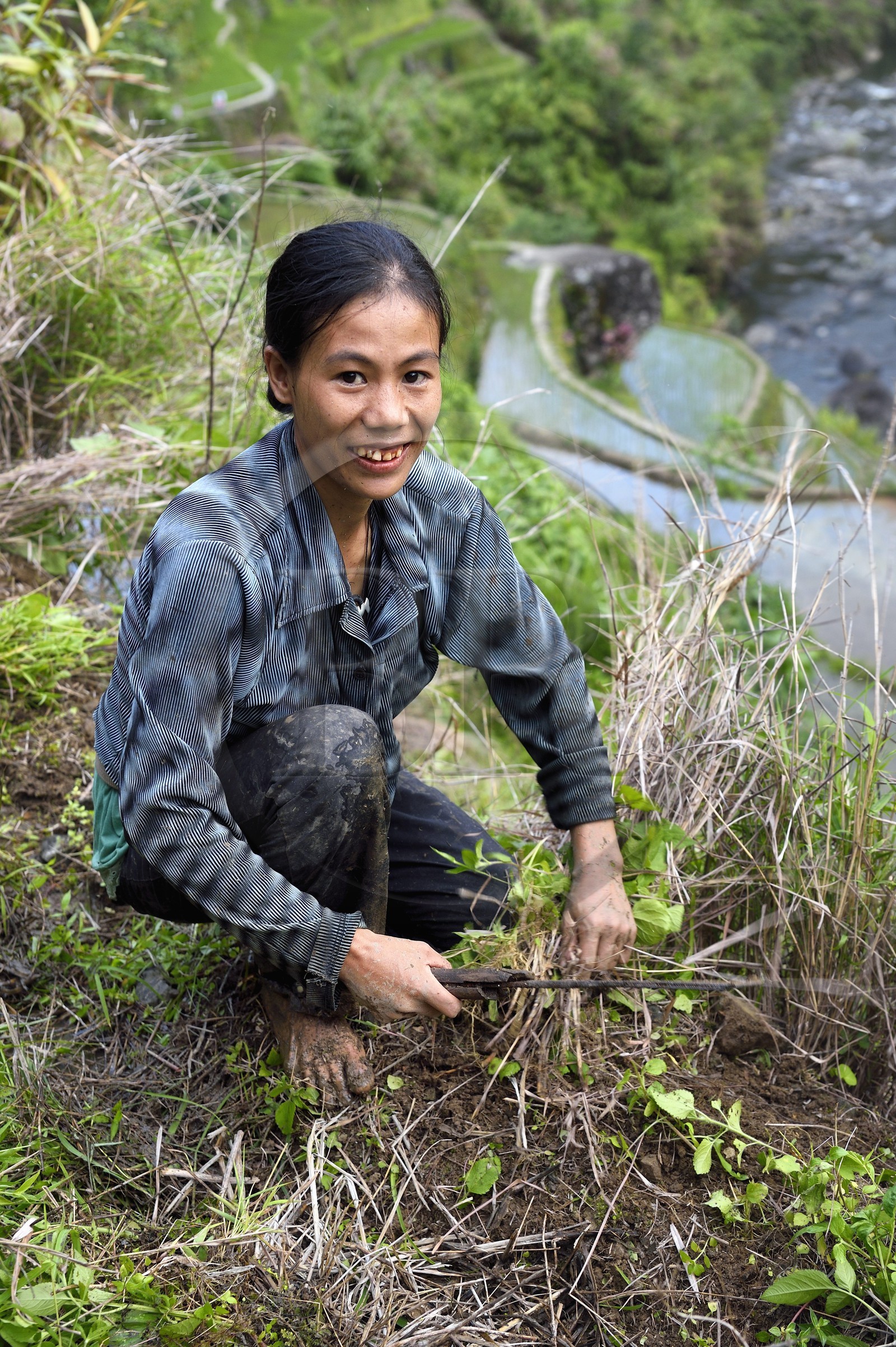 Philippines, province d'Ifugao, les rizières en terrasses de Banaue autour du village de Cambulo, classées Patrimoine Mondial de l'UNESCO, Daria Faith Wingin 32 ans, mariée et mère de deux enfants, débroussaille une parcelle pour replanter Philippines, province d'Ifugao, les rizières en terrasses de Banaue autour du village de Cambulo, classées Patrimoine Mondial de l'UNESCO, Daria Faith Wingin 32 ans, mariée et mère de deux enfants, débroussaille une parcelle pour replanter