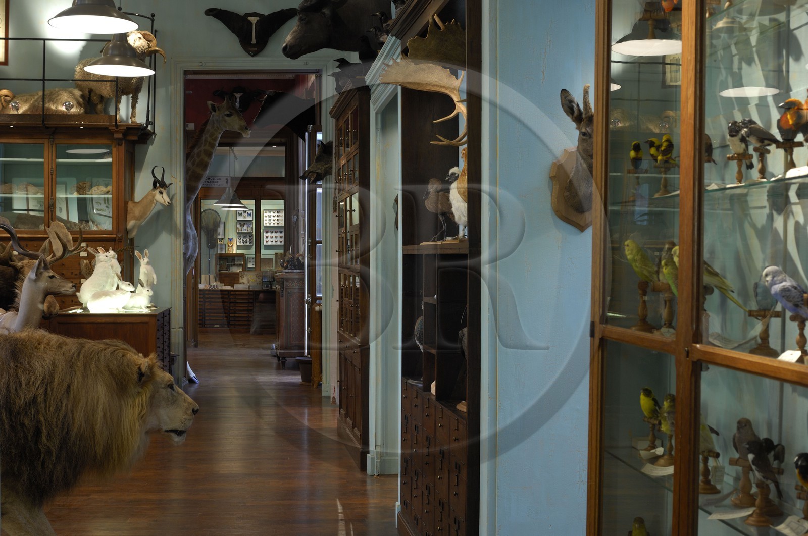 France, Paris (75), le taxidermiste Deyrolle rue du bac