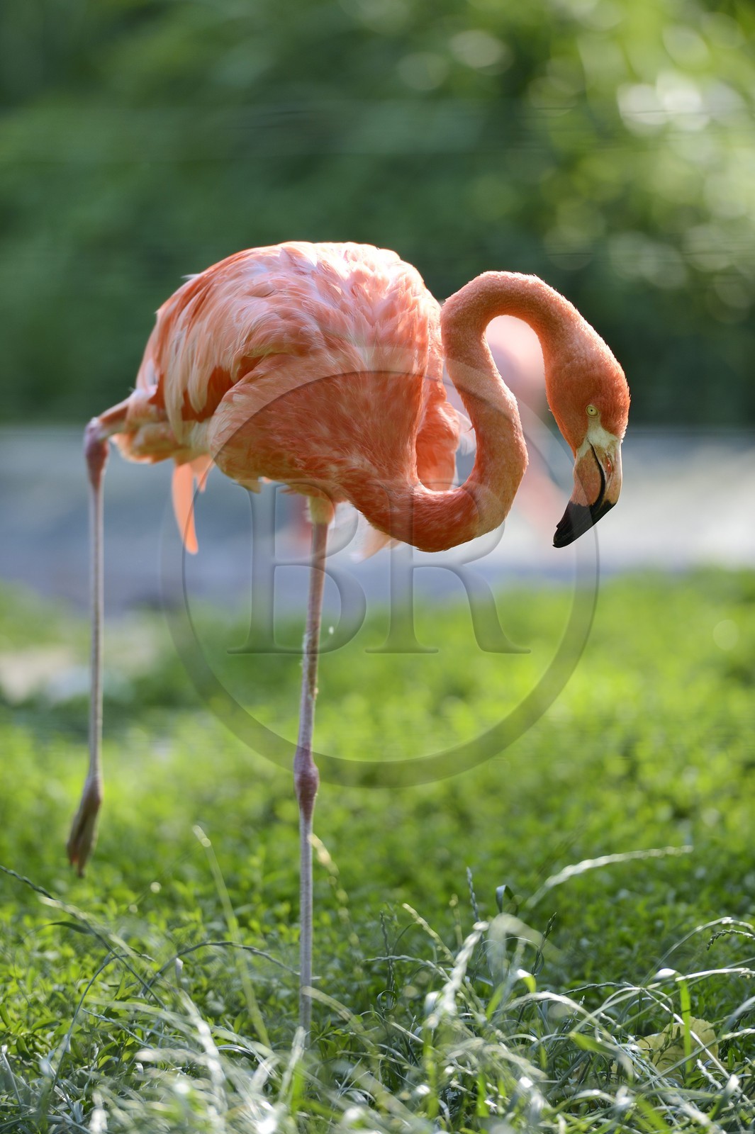 France, Haut Rhin, Mulhouse, botanical and zoological park, American Flamingo (Phoenicopterus ruber)