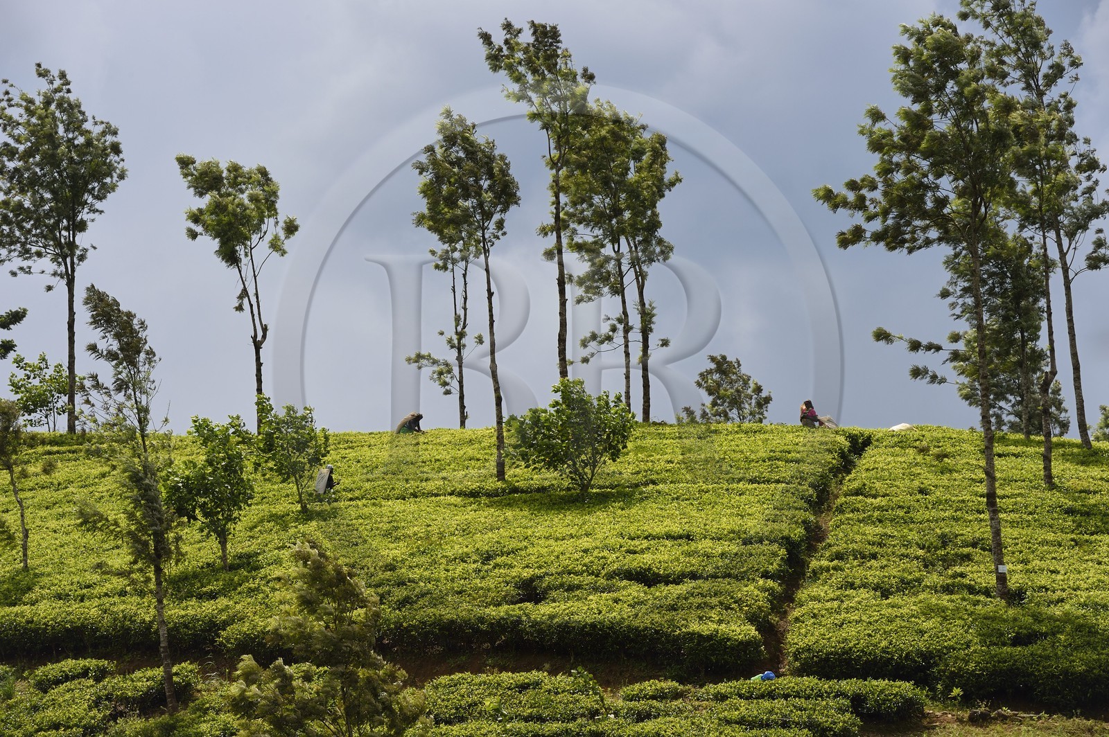 Sri Lanka, province du centre, Dalhousie, plantation de thé