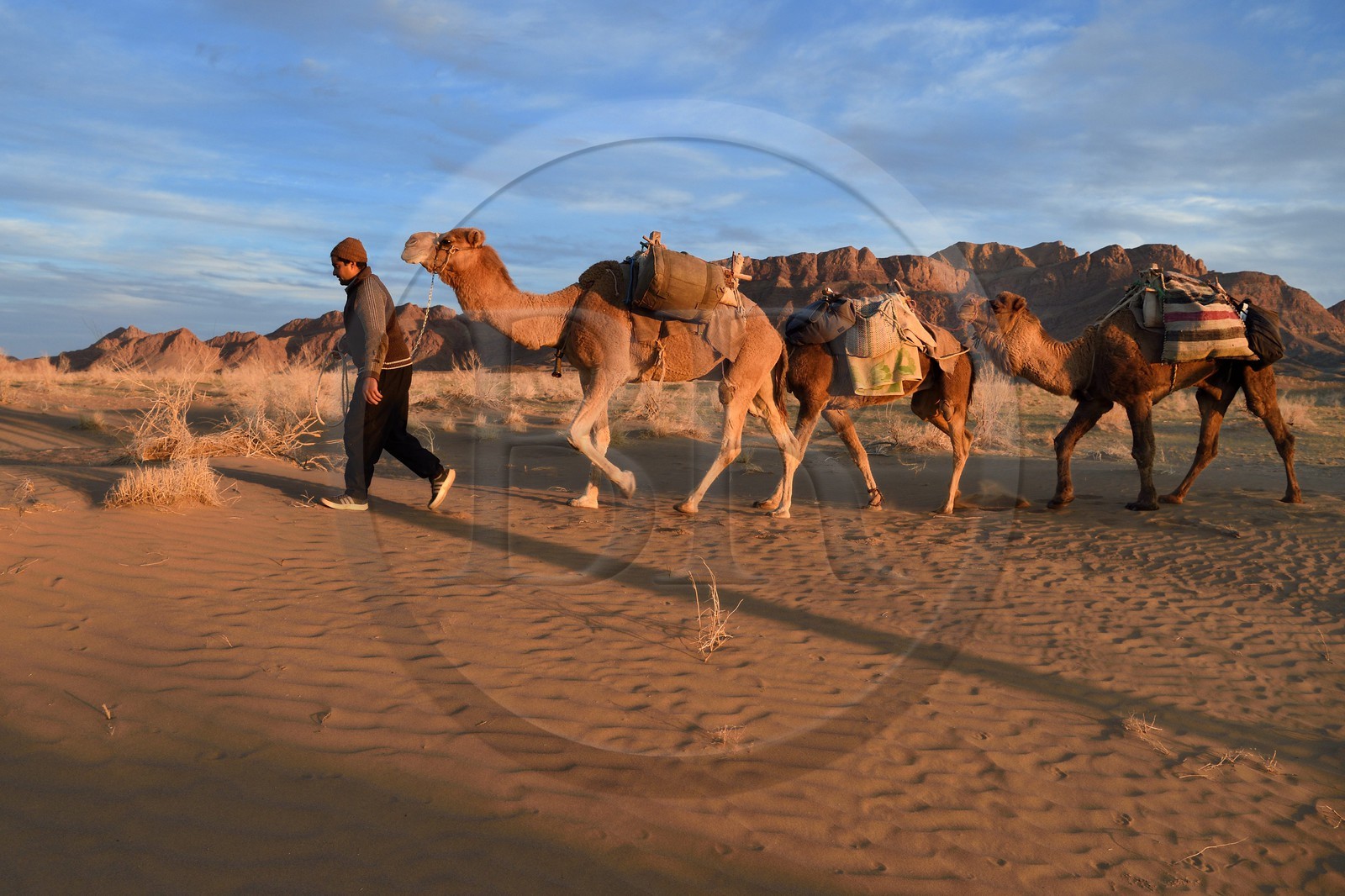 Iran, Province d'Ispahan, désert du Dasht-e Kavir, Mesr dans la région de Khur et Biabanak, caravane de dromadaires au pied de la chaine de montagne de Dareh bidan au coucher de soleil