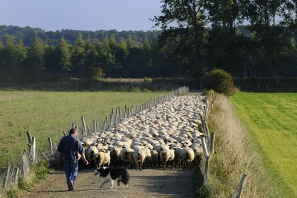 France, Ille-et-Vilaine (35), troupeau de moutons de prés salés du Mont-Saint-Michel
