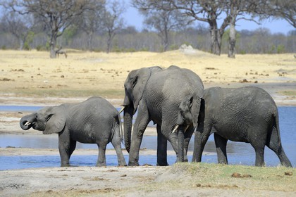 Zimbabwe, Matabeleland North Province, Hwange National Park, wild african elephants (Loxodonta africana) around a pond