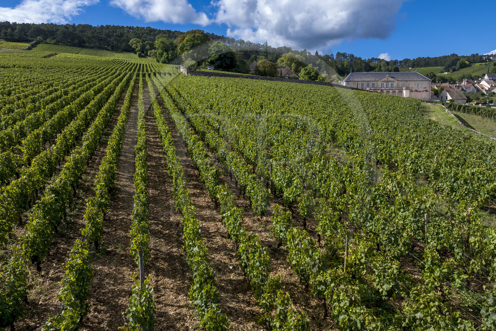 France, Côte-d'Or (21), les climats de Bourgogne classés Patrimoine Mondial de l'UNESCO, Côte de Beaune, Volnay, parcelle de Taille-Pieds appartenant aux Hospices de Beaune qui servent à produire un Volnay 1er Cru cuvée Blondeau et cuvée Muteau à partir du cépage Pinot noir (vue aérienne)