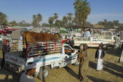 Egypte, Haute Egypte, Daraw au nord d'Assouan, marché aux vaches