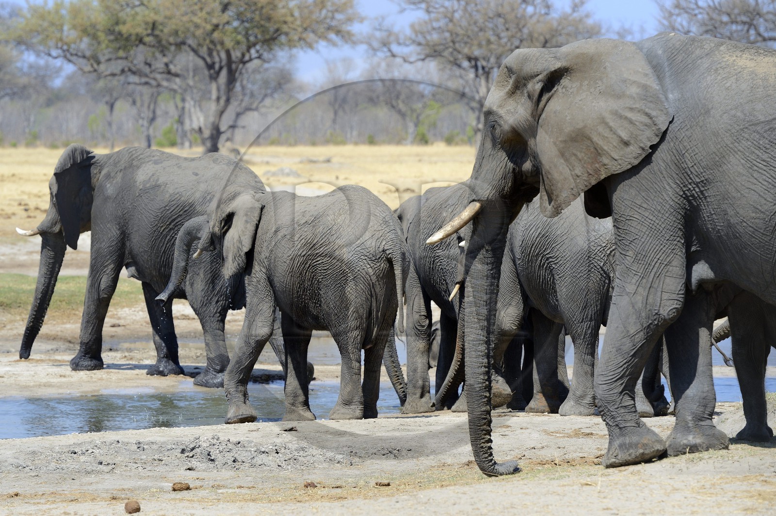 Zimbabwe, province de Matabeleland septentrional, parc national Hwange, éléphants sauvages d'Afrique (Loxodonta africana) autour d'un point d'eau