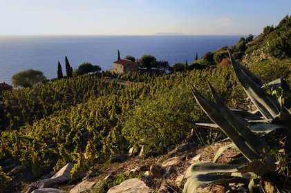 Italie, Toscane, l’Ile d’Elbe, , petite chapelle et vignobles au-dessus de la côte près de Colle d'Orano