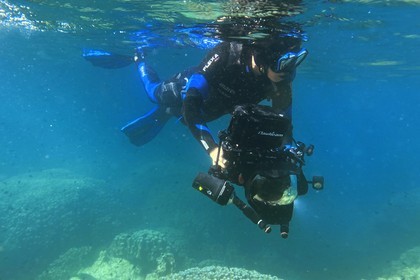 Sultanate of Oman, Governorate of Muscat, Nature Reserve of the Daymaniyat Islands, the photographer-diver Maisa Al Hooti