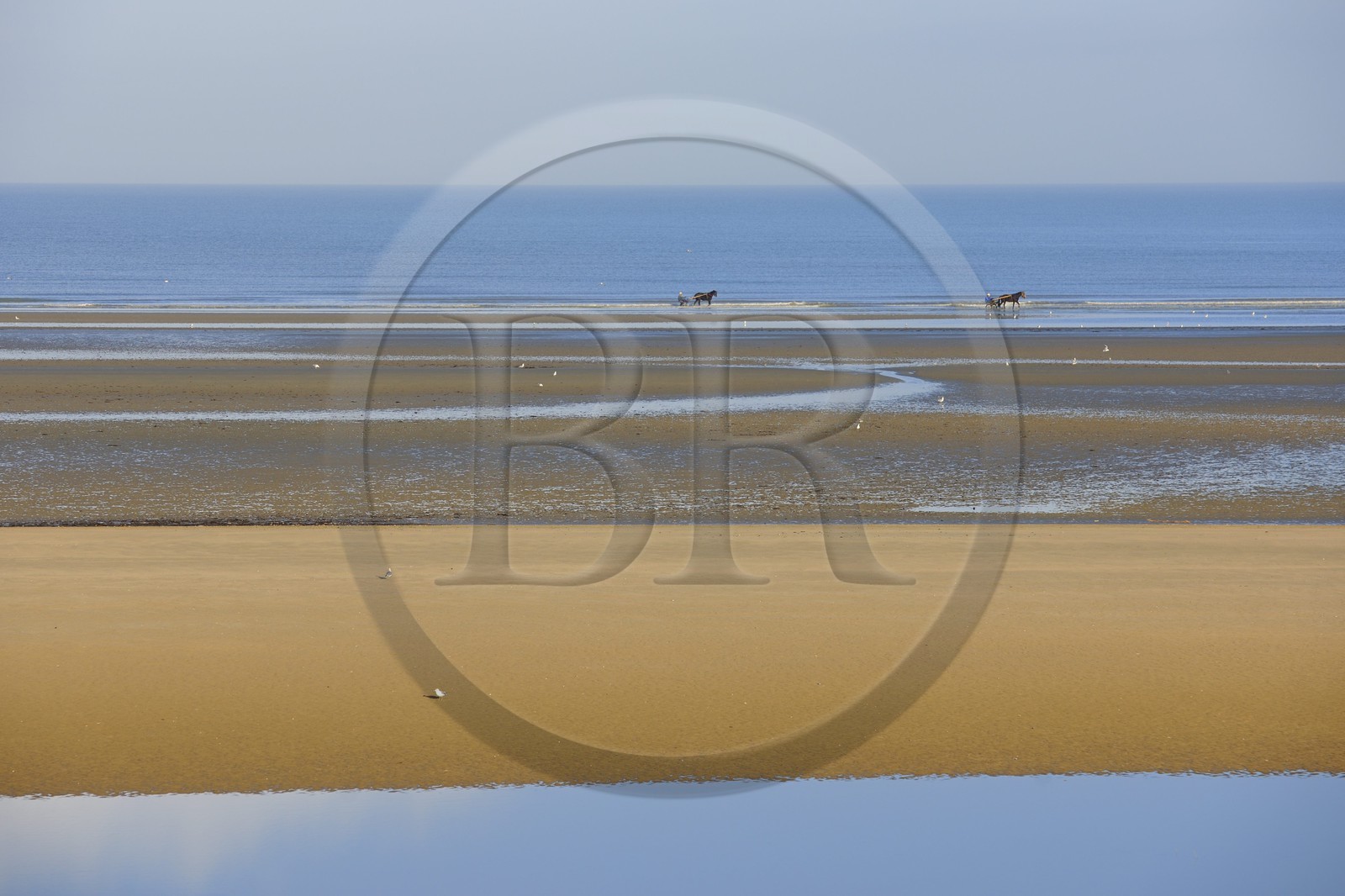 France, Manche (50), Cotentin, Sainte-Marie-du-Mont, Utah Beach où prit place le principal débarquement americain le 6 juin 1944, attelage de course de trot sur la plage à marée basse