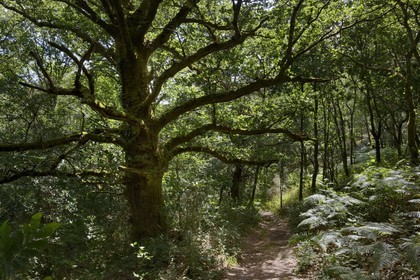 France, Ille-et-Vilaine (35),  forêt de Brocéliande, la vallée de l'Aff