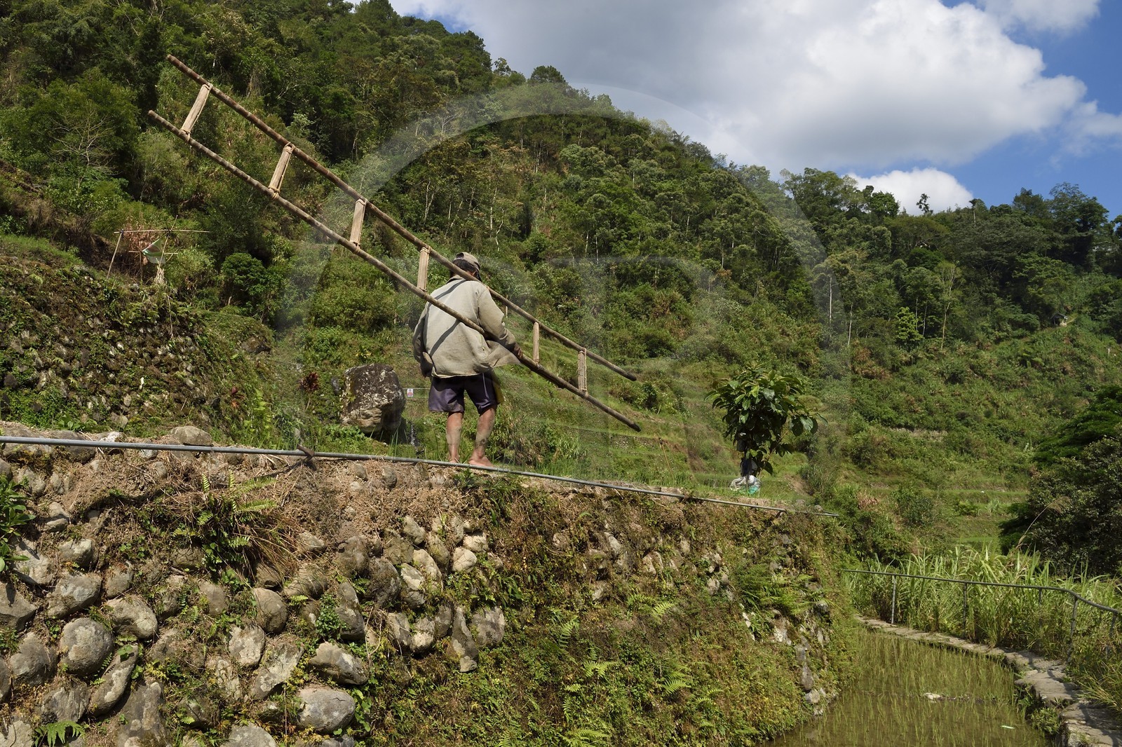 Philippines, province d'Ifugao, les rizières en terrasses de Banaue autour du village de Cambulo, classées Patrimoine Mondial de l'UNESCO, entretien des murs