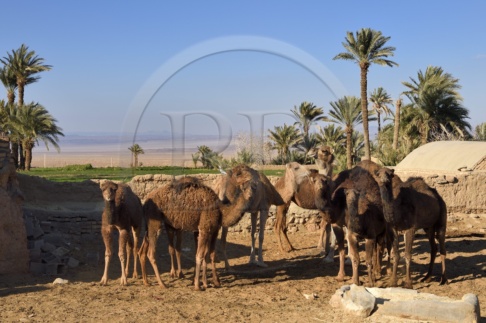 Iran, Province de Yazd, désert du Dasht-e Kavir, Moghestan, village réputé pour ses élevages de dromadaires