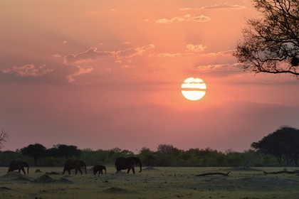 Zimbabwe, province de Matabeleland septentrional, parc national Hwange, éléphants sauvages d'Afrique (Loxodonta africana) dans la savane au coucher de soleil