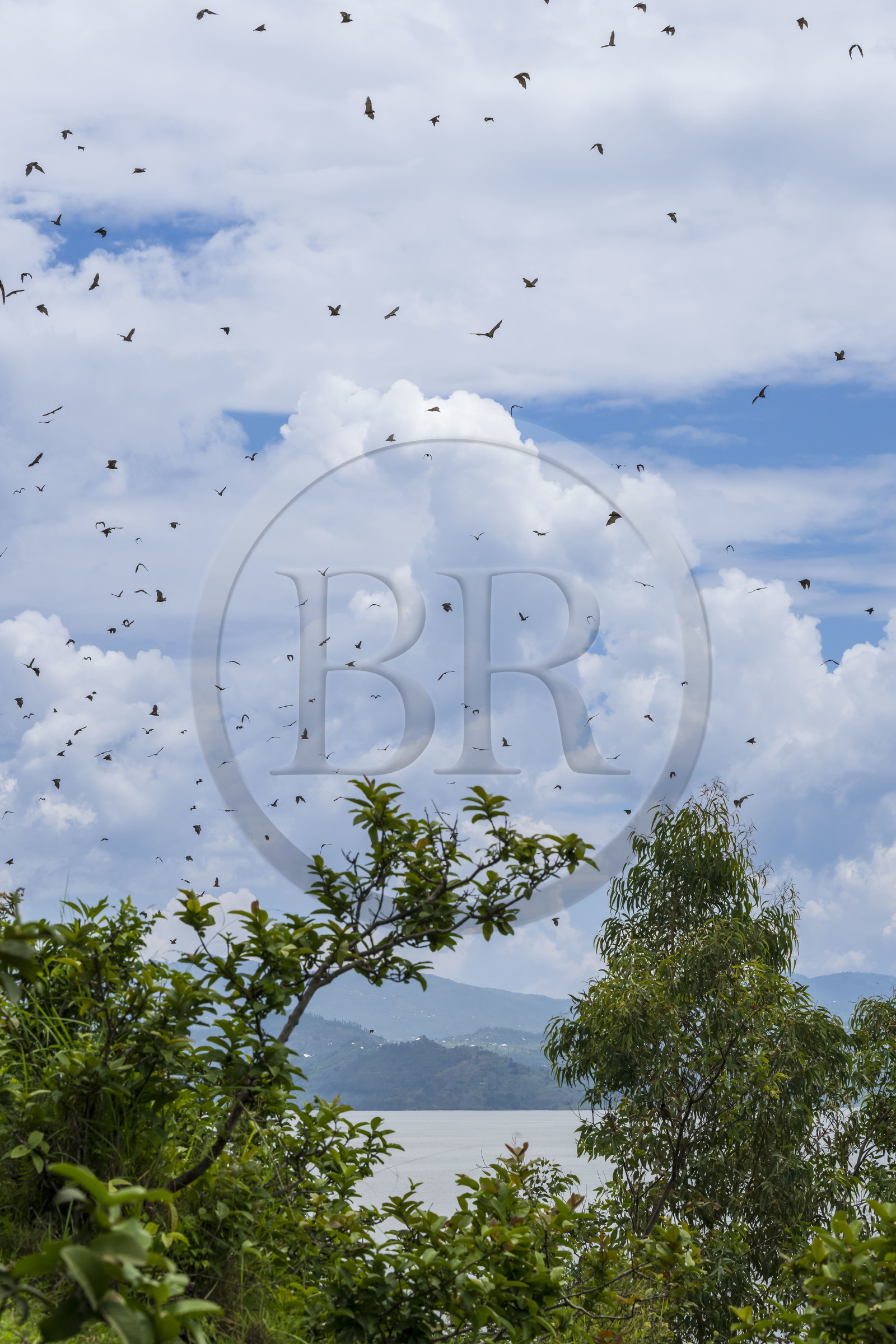 Rwanda, Province de l’Ouest, Karongi (anciennement nommée Kibuye), lac Kivu, Ile Napoléon, Roussette paillée africaine ou Roussette des palmiers africaine ou Roussette jaune (Eidolon helvum)