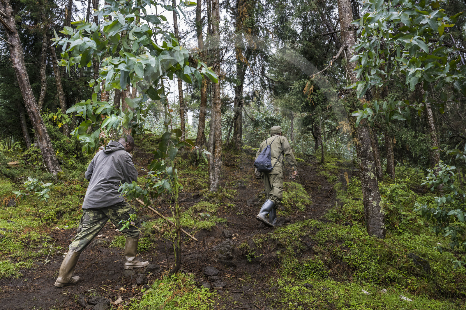 Rwanda, Province du Nord, District de Musanze (Ruhengeri), garde et pisteur du Parc sur les pentes volcaniques du mont Karisimbi dans les montagnes des Virunga en bordure du Parc national des Volcans où vivent les gorilles