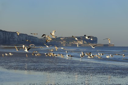 France, Seine-Maritime (76), Veules-les-Roses, goélands sur la plage et les falaises à l'aube