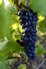 Luxembourg, Grevenmacher district, Moselle region, the Moselle vineyards around the village of Wintrange (Wintringen)