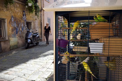 France, Alpes-Maritimes, Cannes, the harbour and the old town in Le Suquet district, parakeet cage in rue Coste Corail