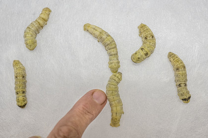 France, Gard, Monoblet, Atelier Sericyne is relaunching French sericulture, breeding silkworms and producing exceptional non-woven silk for the production of decorative objects