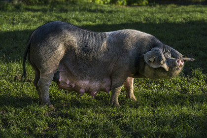 France, Pyrénées-Atlantiques (64), Pays-Basque, vallée des Aldudes, élevage en plein air Pierre Oteiza de porcs basques de race pie noir pour la production du jambon Kintoa AOC, cochette (jeune truie)
