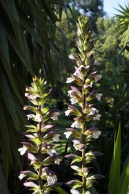 France, Var (83), Rayol-Canadel-sur-Mer, Domaine du Rayol, propriété du conservatoire du littoral mention obligatoire, le jardin des Méditerranées conçu par le paysagiste Gilles Clément, Acanthes