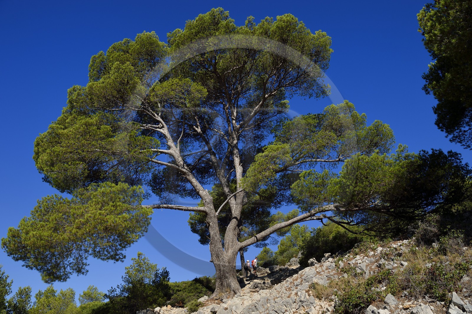 France, Bouches-du-Rhône (13), Marseille, Parc national des Calanques, Calanque de Port-Pin, randonneurs sous un pin d'Alep (demande d'autorisation nécessaire avant publication)
