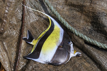 Tanzania, Zanzibar Archipelago, Unguja island (Zanzibar), southeast coast, Bwejuu, pennant coralfish (Heniochus acuminatus)